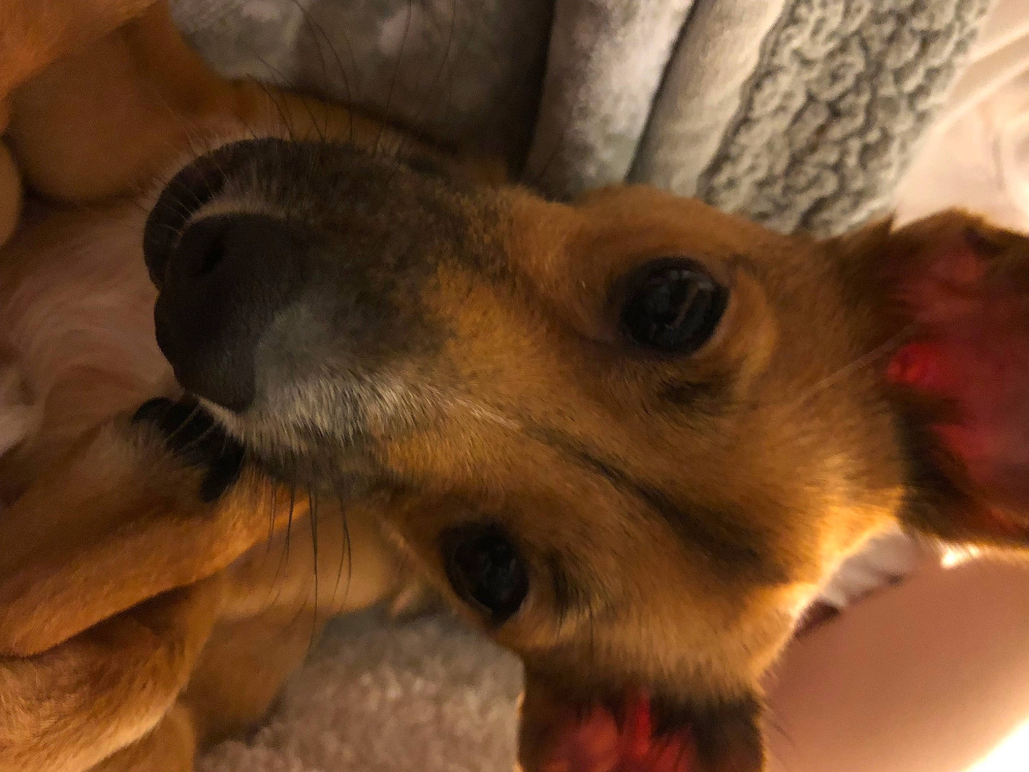 Jake is registered to the contest to win money with this photo: carnivore, chihuahua, comfort, companion_dog, corgi_chihuahua, dog, dog_breed, ear, fawn, fur, paw, puppy_love, snout, terrestrial_animal, toy_dog, whiskers, wood, working_animal