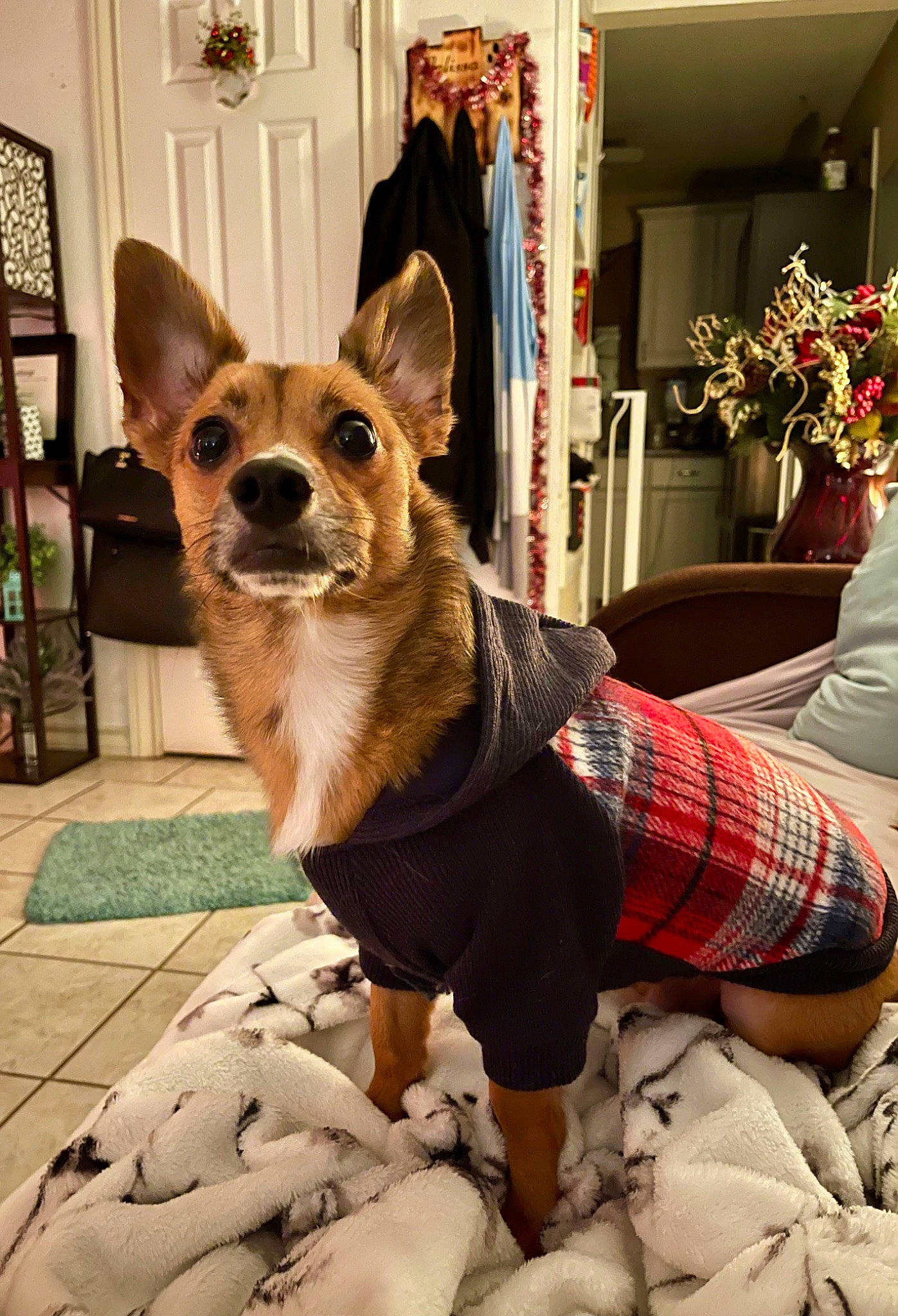 Jake is registered to the contest to win money with this photo: canidae, carnivore, chair, chihuahua, companion_dog, dog, dog_breed, dog_supply, door, fawn, flowerpot, fur, houseplant, picture_frame, plaid, snout, tartan, toy_dog, whiskers, working_animal