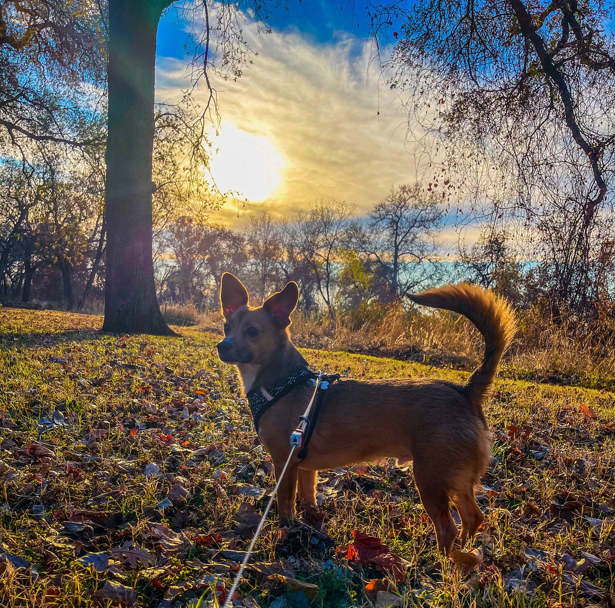 Jake is registered to the contest to win money with this photo: canidae, carnivore, cloud, companion_dog, dog, dog_breed, fawn, forest, grass, landscape, natural_landscape, people_in_nature, plant, sky, sporting_group, tail, tints_and_shades, tree, twig, wood