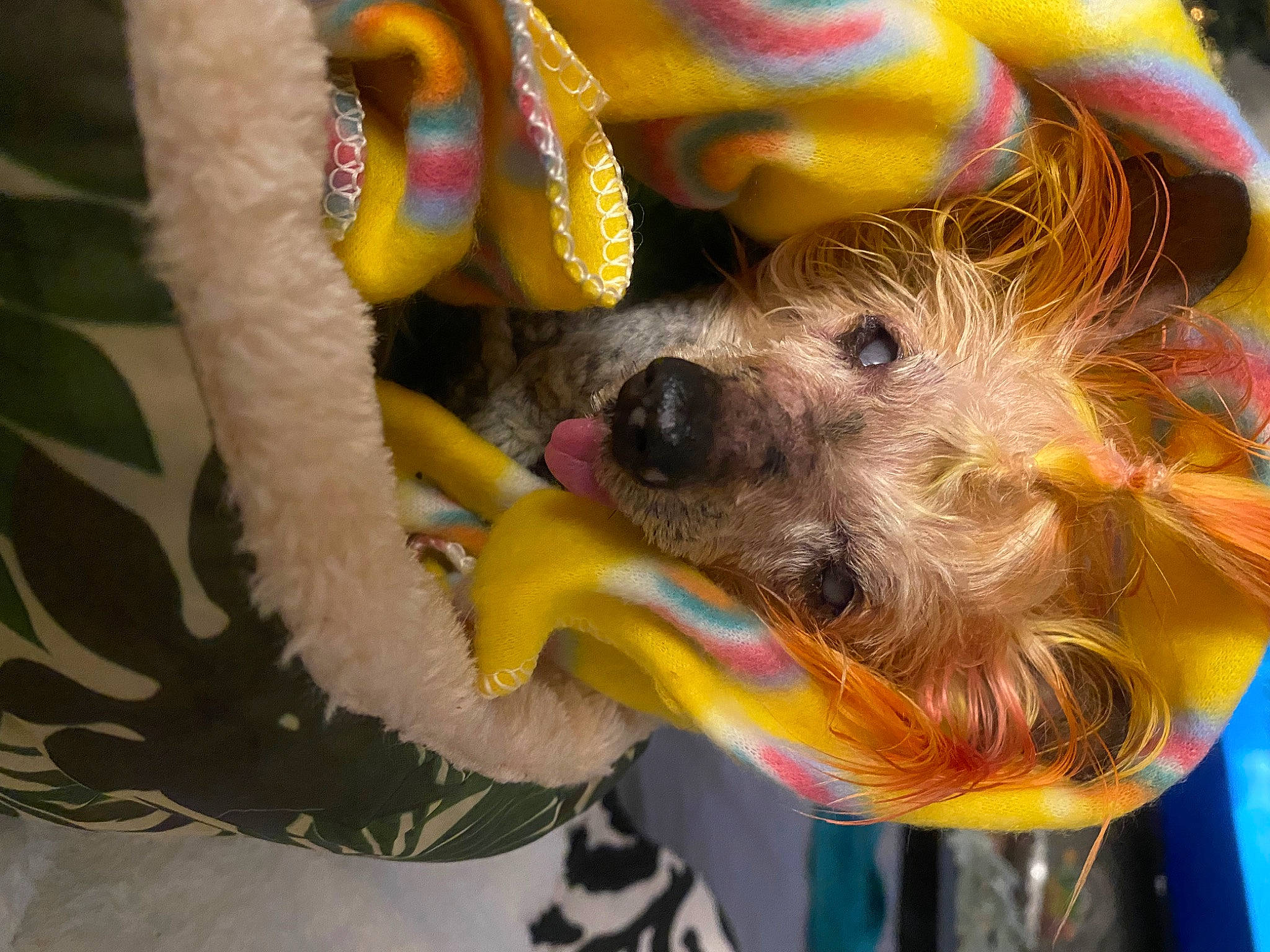 Pico joined the competition — help win amazing prizes! canidae, carnivore, companion_dog, dog, dog_breed, dog_clothes, dog_supply, dog_toy, fawn, fur, pet_supply, play, snout, sporting_group, stuffed_toy, terrier, toy, toy_dog, vertebrate, working_animal