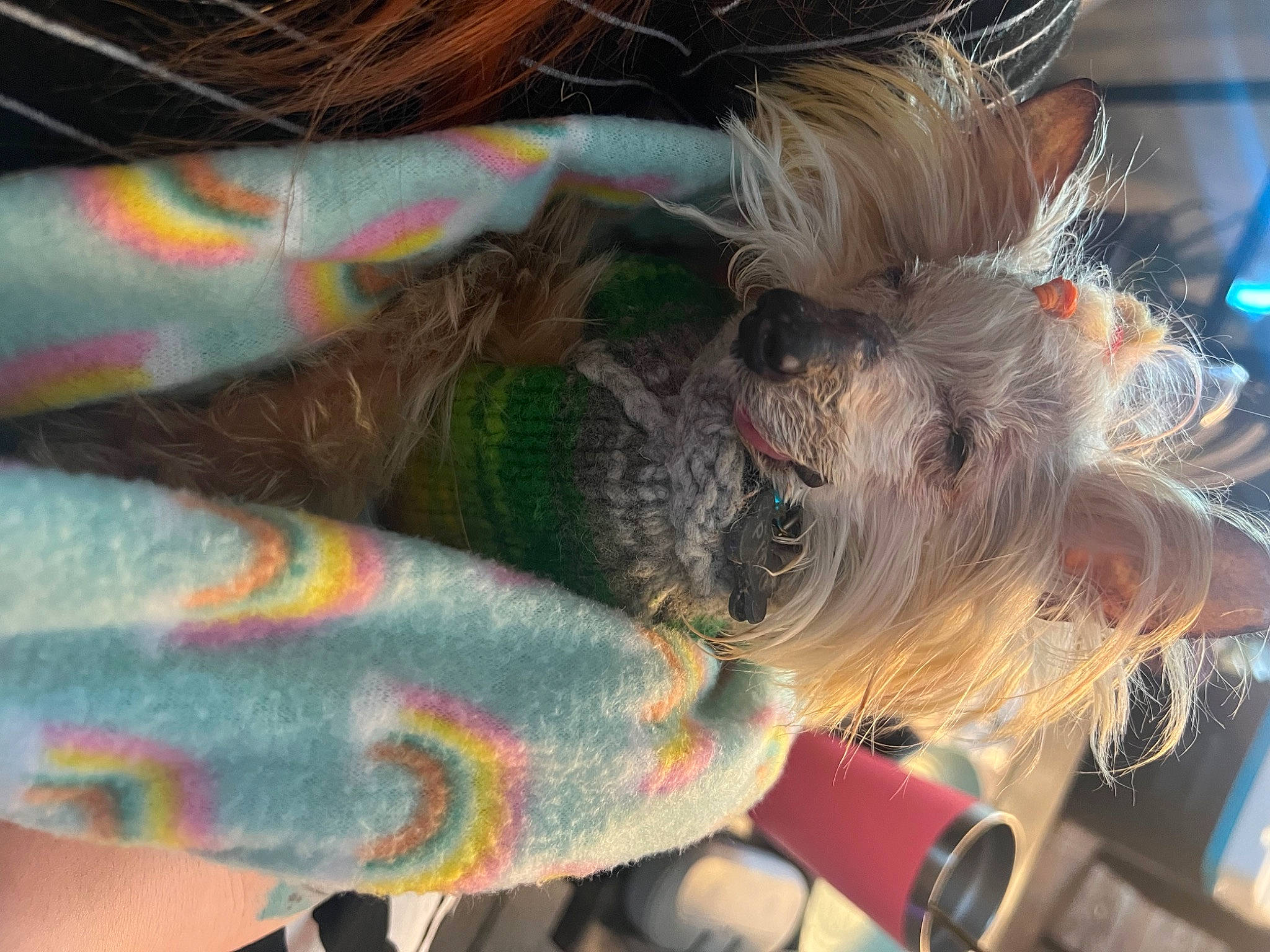 Pico joined the competition — help win amazing prizes! carnivore, collar, companion_dog, dog, dog_breed, dog_clothes, dog_collar, eyewear, fashion_accessory, fawn, feather, fur, leash, pattern, small_terrier, snout, sunglasses, tail, toy, toy_dog