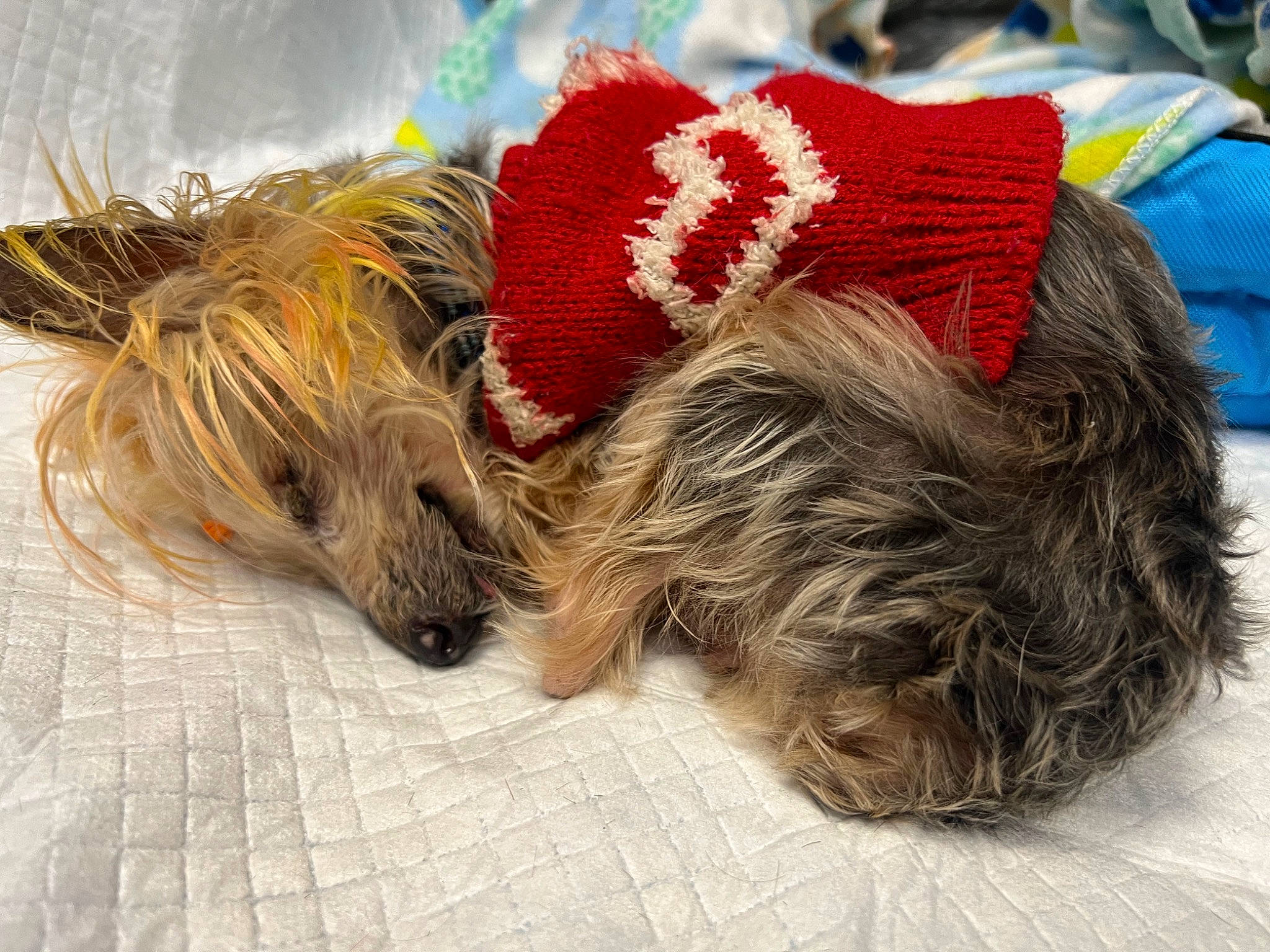 Pico is registered to the contest to win money with this photo: canidae, cap, carnivore, companion_dog, costume_hat, dog, dog_breed, dog_clothes, dog_supply, fashion_accessory, fur, holiday, small_terrier, snout, sporting_group, tail, terrier, toy_dog, working_animal, yorkshire_terrier