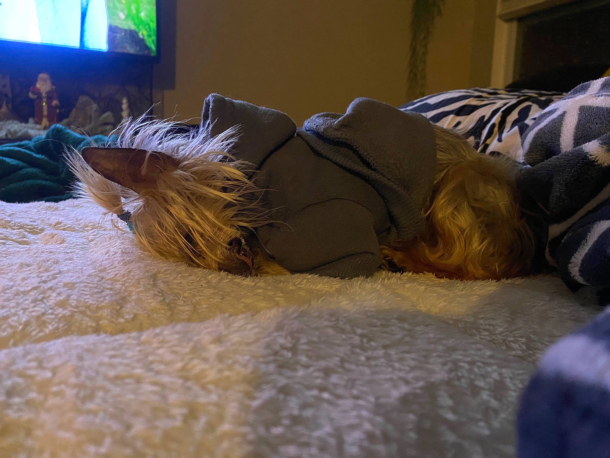 Pico joined the competition — help win amazing prizes! bed_sheet, bedding, bedroom, blanket, comfort, event, floor, flooring, fun, fur, grass, human_leg, leisure, linens, nap, room, sleep, tail, tints_and_shades, wood