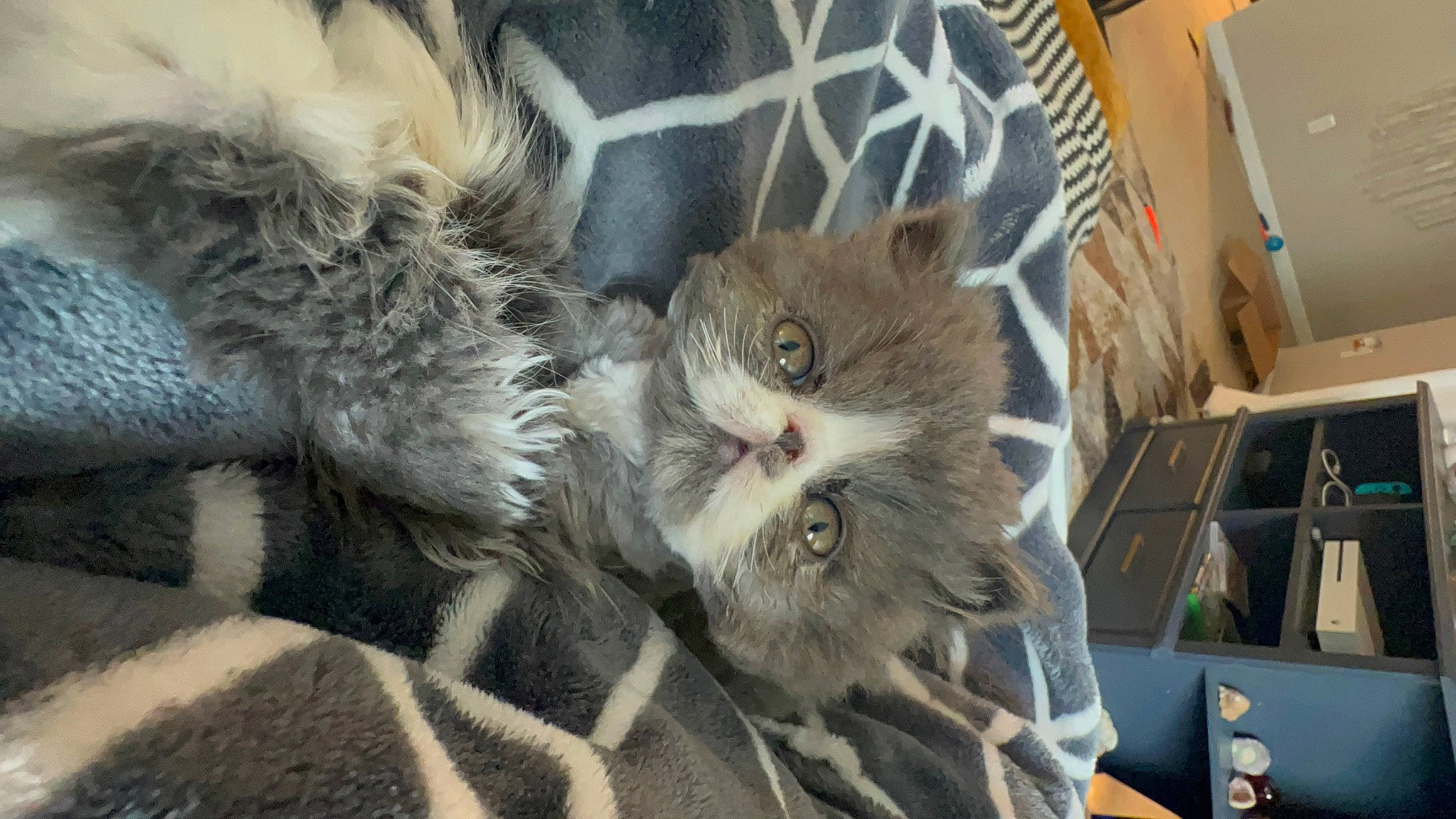 Xander is registered to the contest to win money with this photo: bag, box, british_longhair, carnivore, cat, cat_bed, claw, domestic_short_haired_cat, fawn, felidae, fur, grey, mammal, pattern, paw, small_to_medium_sized_cats, snout, tail, terrestrial_animal, whiskers