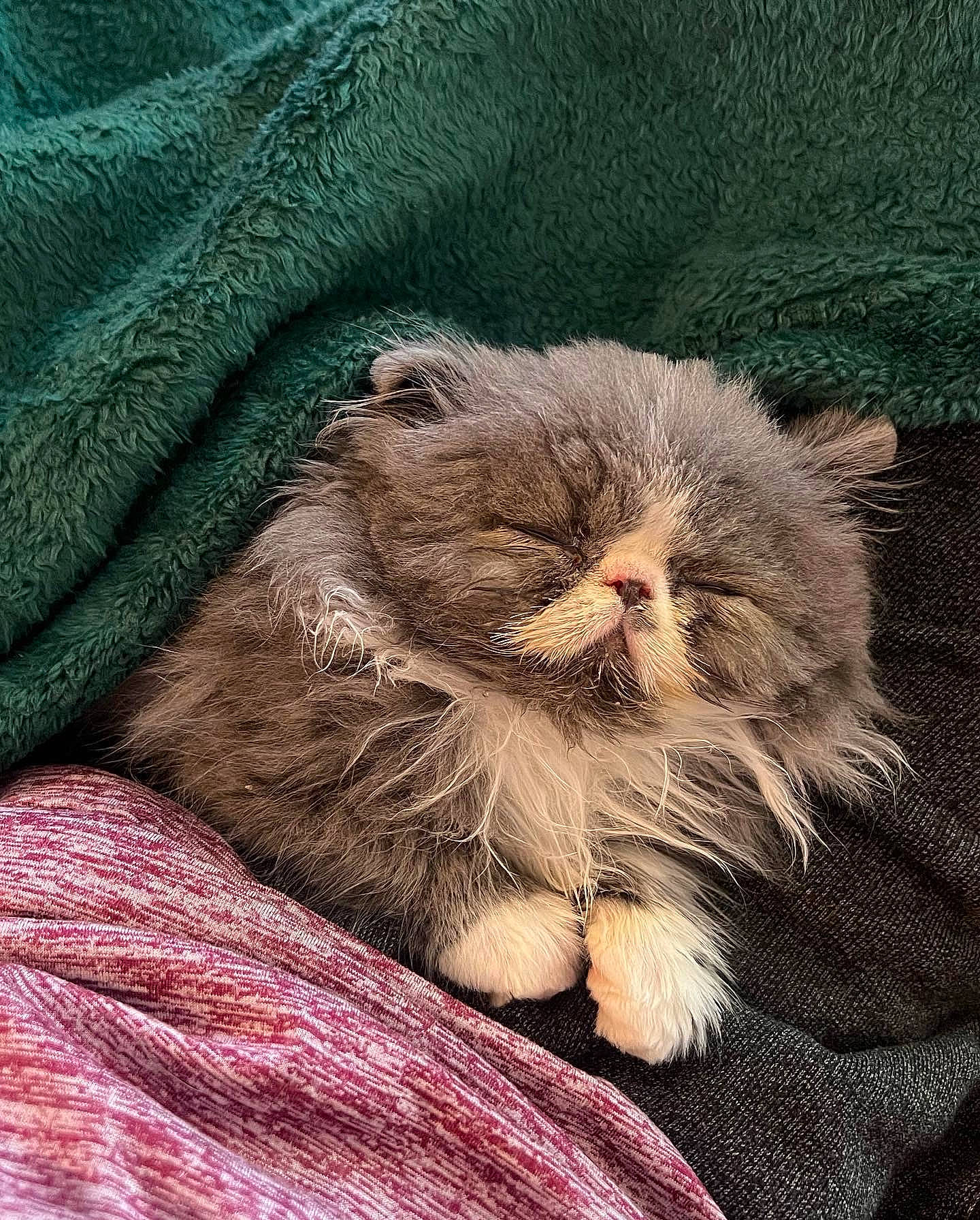 Xander is registered to the contest to win money with this photo: cat, close_up, comfort, fawn, felidae, fur, grass, liver, magenta, pattern, plant, small_to_medium_sized_cats, snout, terrestrial_animal, whiskers, wildlife, wrinkle