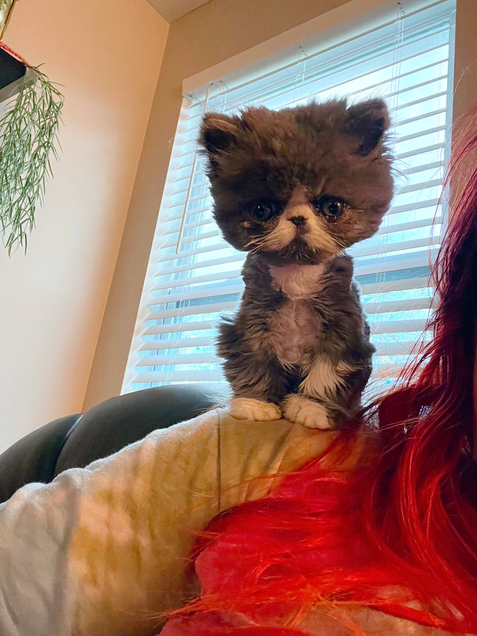 Xander joined the competition — help win amazing prizes! carnivore, companion_dog, dress, fashion_accessory, fawn, felidae, fictional_character, fur, glasses, mammal, peach, room, shoulder, small_to_medium_sized_cats, snout, stuffed_toy, tail, terrestrial_animal, toy, whiskers