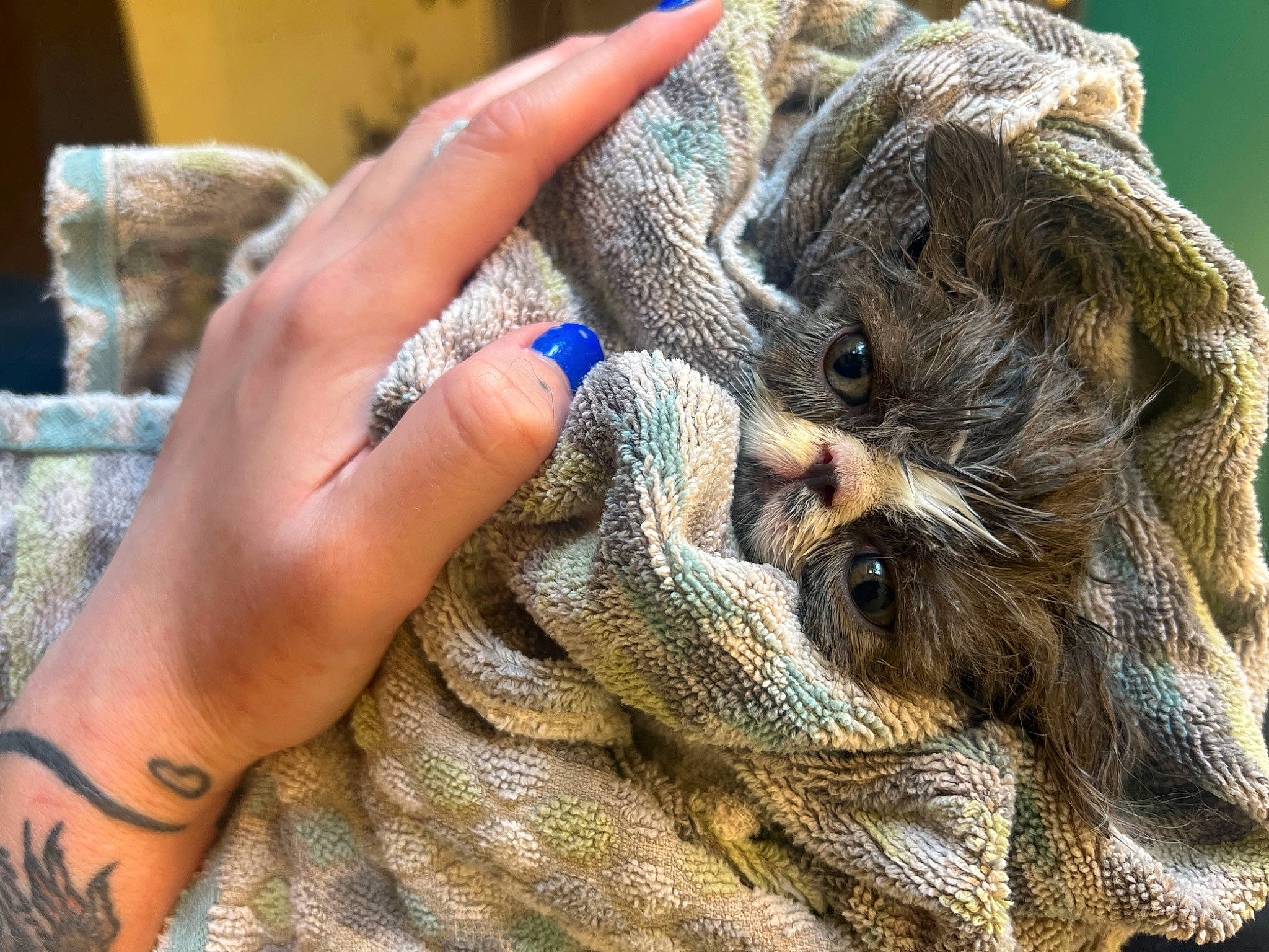 Xander joined the competition — help win amazing prizes! art, electric_blue, finger, fur, gesture, grass, hand, jewellery, nail, pattern, safety_glove, skin, soil, terrestrial_animal, thumb, visual_arts, wood, wool, wrinkle, wrist