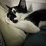 cat, sleeping, black_and_white, fur, whiskers, pillow, indoor, cozy, nap, resting, cute, animal, pet, soft, closeup, relaxing, feline, domestic_cat, quiet, peaceful