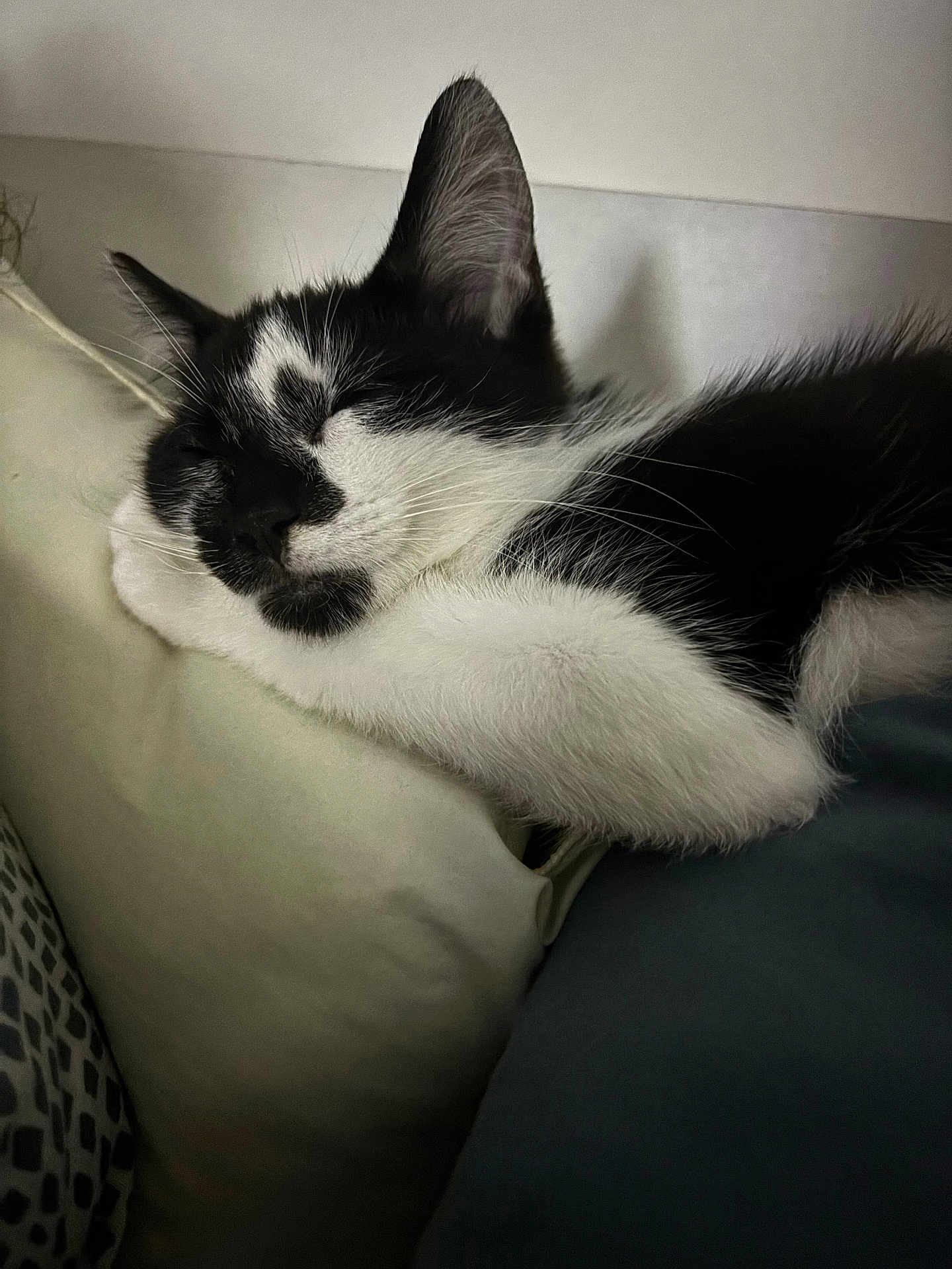 Aiko a rejoint le concours — aidez-le/la à gagner de superbes lots ! cat, sleeping, black_and_white, fur, whiskers, pillow, indoor, cozy, nap, resting, cute, animal, pet, soft, closeup, relaxing, feline, domestic_cat, quiet, peaceful