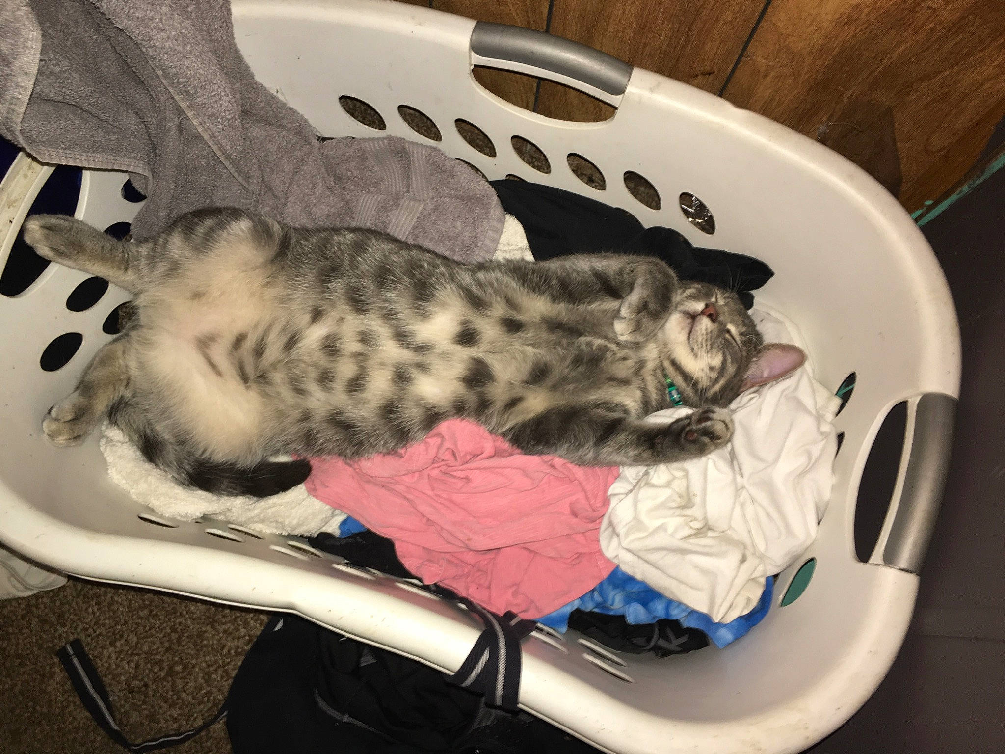 Sushi joined the competition — help win amazing prizes! bed, canidae, carnivore, cat, cat_bed, comfort, companion_dog, dog_breed, domestic_short_haired_cat, felidae, fur, nap, small_to_medium_sized_cats, snout, sporting_group, tableware, tail, terrestrial_animal, toy, whiskers