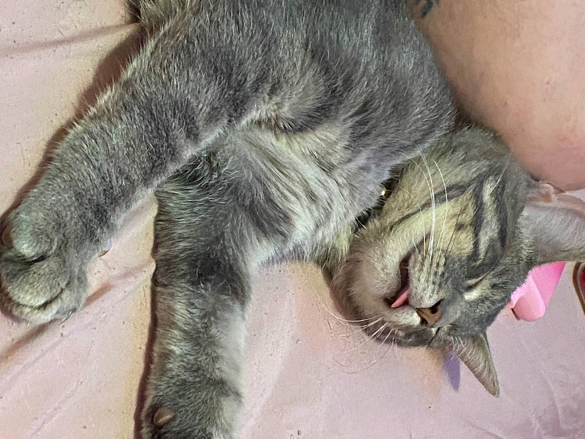 Sushi is registered to the contest to win money with this photo: carnivore, cat, claw, comfort, domestic_short_haired_cat, ear, felidae, foot, fur, grey, mammal, nap, paw, small_to_medium_sized_cats, snout, tail, terrestrial_animal, vertebrate, whiskers