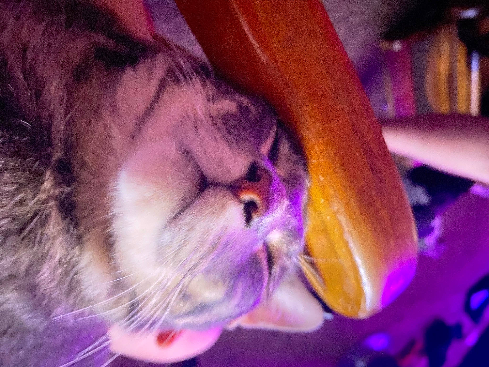 Sushi joined the competition — help win amazing prizes! cat, close_up, ear, fawn, felidae, fur, macro_photography, magenta, petal, purple, small_to_medium_sized_cats, snout, violet, whiskers