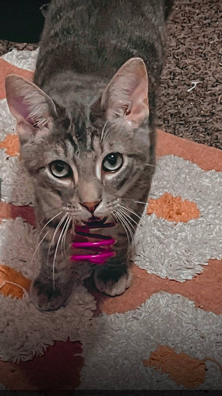 Sushi joined the competition — help win amazing prizes! art, carnivore, cat, close_up, cobblestone, domestic_short_haired_cat, fawn, felidae, flooring, fur, paint, road_surface, sitting, small_to_medium_sized_cats, snout, terrestrial_animal, visual_arts, whiskers, wildlife