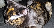 Aura is registered to the contest to win money with this photo: animal, black_fur, blanket, brown_fur, cat, close_up, couch, cozy, curled_up, domestic_animal, ear, fur, indoor, nap, paw, pet, portrait, sleeping, tortoiseshell_cat, whiskers