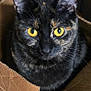 cat, tortoiseshell_cat, box, cardboard, yellow_eyes, whiskers, fur, ears, close_up, portrait, feline, pet, indoor, curious, staring, sitting, container, domestic_animal, black_fur, face