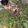 Twitch is registered to the contest to win money with this photo: animal, black_cat, closeup, collar, curious, feline, grass, greenery, leash, nature, outdoor, pet, plants, relaxing, resting, side_view, sunlight, tabby_cat, two_animals, wall