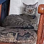 animal, cat, chair, collar, comfort, cozy, cushion, domestic_animal, feline, furniture, home, indoor, patterned_cushion, pet, relaxed, resting, seat, sleepy, tabby, wooden_furniture
