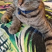 Twitch is registered to the contest to win money with this photo: alert, animal, bell, blanket, cat, close_up, collar, domestic_cat, feline, fur, indoor, patterned_blanket, paw, pet, relaxed, resting, soft_focus, tabby, whiskers, yellow_eyes