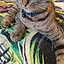alert, animal, bell, blanket, cat, close_up, collar, domestic_cat, feline, fur, indoor, patterned_blanket, paw, pet, relaxed, resting, soft_focus, tabby, whiskers, yellow_eyes