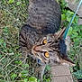 Twitch joined the competition — help win amazing prizes! animal, black_cat, cat, collar, curious, cute, feline, garden, grass, greenery, leaves, mammal, nature, outdoor, pet, playful, resting, tabby, whiskers, yellow_eyes