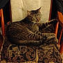 cat, tabby, chair, cushion, wooden_furniture, indoor, pet, animal, relaxing, stretching, feline, cozy, home, patterned, fur, whiskers, paw, comfort, resting, domestic