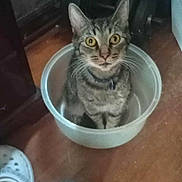 Twitch joined the competition — help win amazing prizes! cat, tabby_cat, plastic_basin, wooden_floor, shoe, indoor, pet, curious, domestic_animal, floor, looking_up, wide_eyes, feline, collar, household, container, domestic, surprised, sitting, whiskers