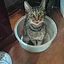 cat, tabby_cat, plastic_basin, wooden_floor, shoe, indoor, pet, curious, domestic_animal, floor, looking_up, wide_eyes, feline, collar, household, container, domestic, surprised, sitting, whiskers