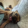 Cash joined the competition — help win amazing prizes! dog, pug, tongue_out, bed, blanket, indoor, pet, cute, animal, canine, resting, playful, three_dogs, portrait, furniture, door, painting, wall, sleepy, companion