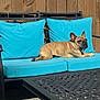 Cash joined the competition — help win amazing prizes! dog, french_bulldog, outdoor, bench, cushion, turquoise, sunlight, wooden_fence, pet, resting, black_metal, table, portrait, animal, summer, relaxed, furniture, backyard, sunny, canine
