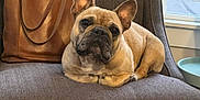 Cash joined the competition — help win amazing prizes! french_bulldog, dog, pet, chair, leather_bag, indoor, window, gray_fabric, relaxed, cute, animal, canine, ears, portrait, domestic, cozy, resting, furniture, house, companion