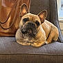 animal, canine, chair, companion, cozy, cute, dog, domestic, ears, french_bulldog, furniture, gray_fabric, house, indoor, leather_bag, pet, portrait, relaxed, resting, window
