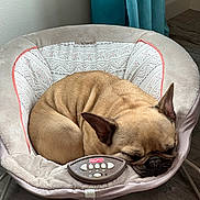 Cash joined the competition — help win amazing prizes! dog, sleeping, brown_dog, curled_up, baby_chair, fisher_price, indoor, floor, wood_floor, soft_fabric, patterned_fabric, resting, pet, cozy, quiet, corner, ears, fur, napping, home