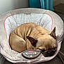 baby_chair, brown_dog, corner, cozy, curled_up, dog, ears, fisher_price, floor, fur, home, indoor, napping, patterned_fabric, pet, quiet, resting, sleeping, soft_fabric, wood_floor