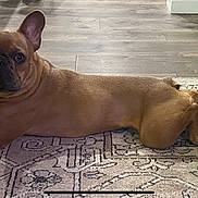 Dobby is registered to the contest to win money with this photo: dog, french_bulldog, pet, laying_down, indoor, carpet, floor, blanket, brown, canine, animal, looking_at_camera, ears_up, relaxed, home, dog_face, mammal, domestic_animal, cute, companion