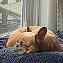 Dobby is registered to the contest to win money with this photo: dog, french_bulldog, pet, sleeping, indoors, blanket, window, cozy, resting, animal, canine, ears, fur, side_view, relaxed, domestic_animal, companion, cute, portrait, home