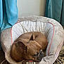 Dobby joined the competition — help win amazing prizes! dog, french_bulldog, sleeping, pet, brown, plush, baby_chair, indoor, curled_up, resting, furniture, floor_rug, curtains, cozy, peaceful, animal, toy_controls, soft, home, relaxed