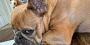 Dobby is registered to the contest to win money with this photo: dog, french_bulldog, close_up, resting, table, brown_fur, pet, indoor, animal, canine, face, ears, wrinkles, looking, eyes, cute, companion, muzzle, home, wooden_surface