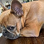 dog, french_bulldog, close_up, resting, table, brown_fur, pet, indoor, animal, canine, face, ears, wrinkles, looking, eyes, cute, companion, muzzle, home, wooden_surface