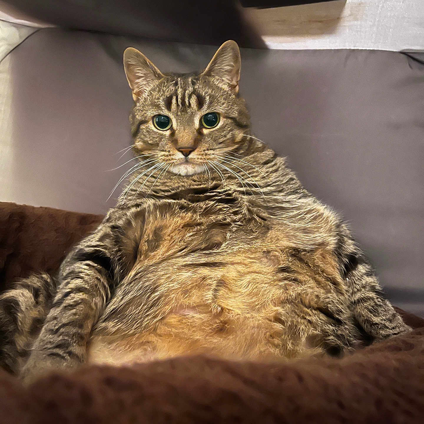Jasper joined the competition — help win amazing prizes! cat, tabby, feline, pet, animal, indoor, couch, blanket, fur, whiskers, ears, relaxed, looking_at_camera, cozy, plush, home, domestic, cute, mammal, resting