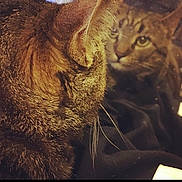 Jasper is registered to the contest to win money with this photo: cat, tabby_cat, reflection, mirror, close_up, feline, whiskers, ears, fur, indoor, animal, pet, portrait, looking, face, muzzle, soft_light, texture, curious, warm