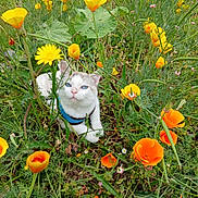 Siam participe au concours pour gagner de l'argent avec cette photo : animal, blue_eyes, cat, closeup, colorful, curious, feline, flora, garden, grass, greenery, harness, nature, orange_flowers, outdoor, pet, plant, spring, wildflowers, yellow_flowers