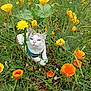 animal, blue_eyes, cat, closeup, colorful, curious, feline, flora, garden, grass, greenery, harness, nature, orange_flowers, outdoor, pet, plant, spring, wildflowers, yellow_flowers