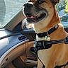 dog, canine, pet, car, vehicle, seat, harness, sunlight, window, smiling, happy, indoor, animal, transportation, dashboard, leash, collar, daytime, brown_dog, front_seat