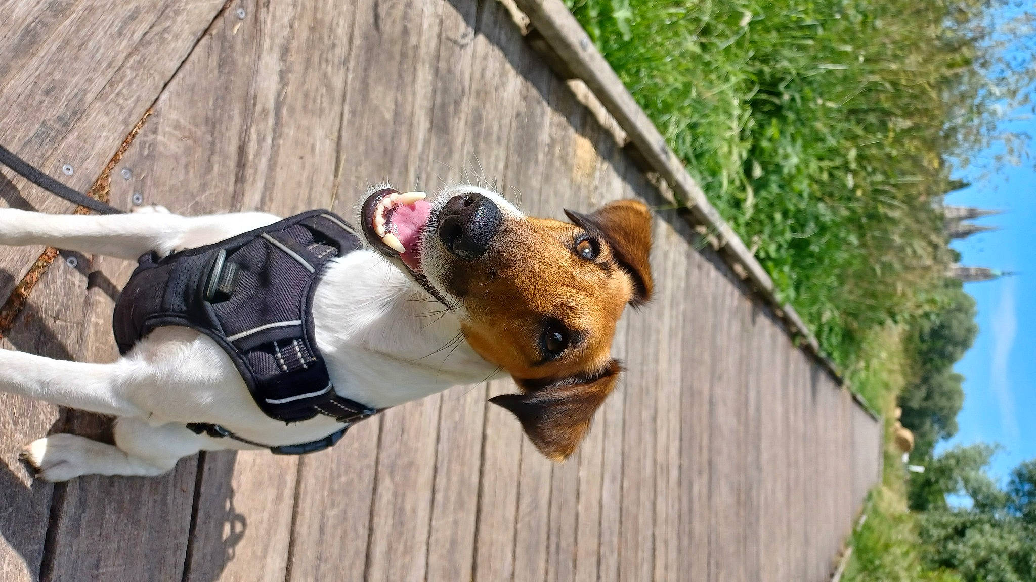 Rina a rejoint le concours — aidez-le/la à gagner de superbes lots ! carnivore, collar, companion_dog, dog, dog_breed, dog_clothes, dog_collar, dog_supply, fawn, fur, guard_dog, leash, pet_supply, plant, recreation, sporting_group, tree, wood, working_animal, working_dog