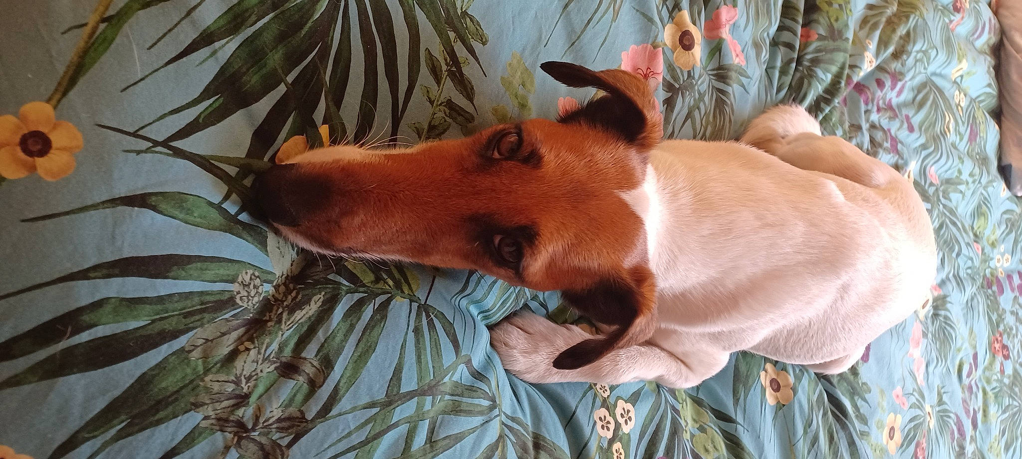 Rina a rejoint le concours — aidez-le/la à gagner de superbes lots ! canidae, carnivore, comfort, companion_dog, dog, dog_breed, dog_sports, ear, fawn, liver, plant, snout, sporting_group, tail, terrestrial_animal, terrestrial_plant, toy_dog, whiskers, wood, working_animal