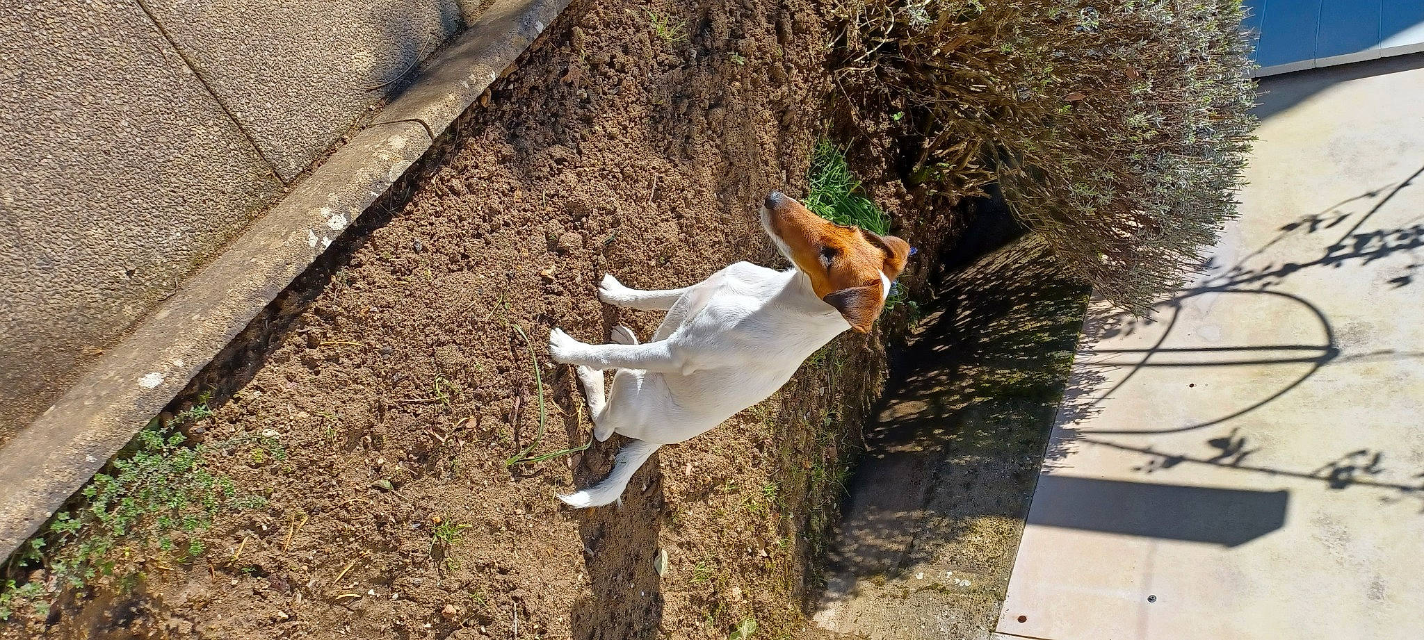 Rina participe au concours pour gagner de l'argent avec cette photo : canidae, carnivore, companion_dog, dog, dog_breed, fawn, fur, goats, grass, livestock, plant, shadow, snout, soil, sporting_group, tail, terrestrial_animal, trunk, wood, working_animal