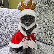 Holly participe au concours pour gagner de l'argent avec cette photo : cat, reindeer_costume, holiday, christmas, pet, gray_cat, antlers, red_cape, cute, indoors, couch, furniture, cozy, fur, animal, portrait, sitting, costume, festive, expression
