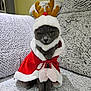 cat, reindeer_costume, holiday, christmas, pet, gray_cat, antlers, red_cape, cute, indoors, couch, furniture, cozy, fur, animal, portrait, sitting, costume, festive, expression