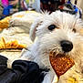 Max is registered to the contest to win money with this photo: animal, blanket, button, chewing, closeup, cozy, cute, dog, fabric, fur, indoors, laying, pet, playful, puppy, snout, soft, treat, white, young
