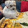 Max is registered to the contest to win money with this photo: bedroom, blanket, casual, collar, cozy, cute, decor, dog, foot, fur, home, indoor, pet, puppy, quilt, relaxed, resting, small_dog, sunflower_pattern, white_fur